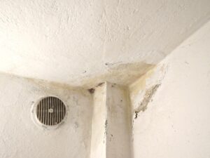 How long for mold to grow after water damage?